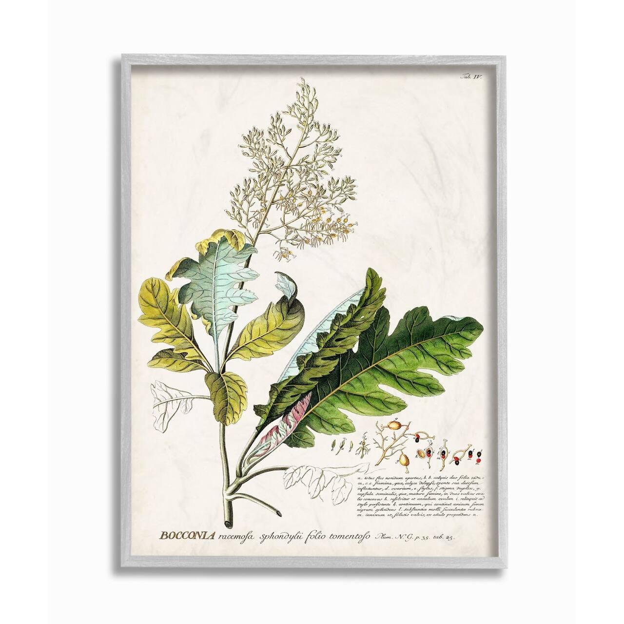 Stupell Industries Vintage Botanical Plant Illustration Gray Framed Wall Art